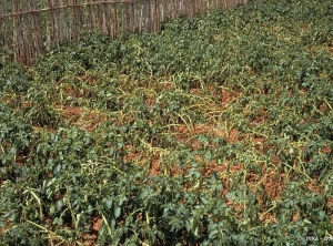 Zones dépressives en parcelle de pomme de terre fortement contaminée par <i><b>Globodera</i></b> sp. (nématodes à kystes)