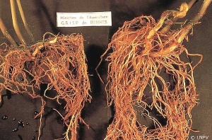 Comparaison entre le système racinaire de plantes de pomme de terre poussant en sol fortement infesté par <i><b>Globodera</i> sp.</b> (nématodes à kystes) (à gauche), ou en sol sain (à droite)