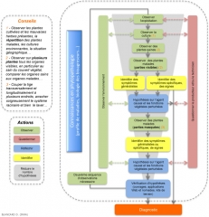 Diagnostic-Phytiatre2