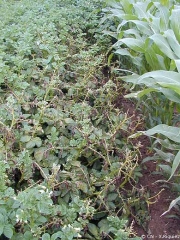 Herbicides1