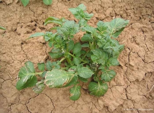 Brûlures foliaires sur plante de pomme de terre provoquées par le vent