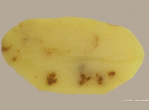 Taches de rouille d'origine physiologique localisées à l'intérieur de l'anneau vasculaire d'un tubercule de pomme de terre