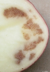 Taches de rouille d'origine physiologique localisées à l'intérieur de l'anneau vasculaire d'un tubercule de pomme de terre