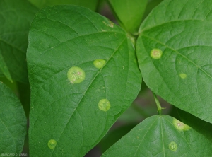 Tache-anneaux.Phytotoxicite