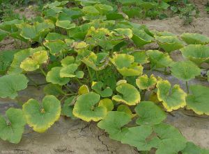 Manque-eau-Courge