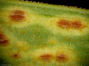 Puccinia-allii3