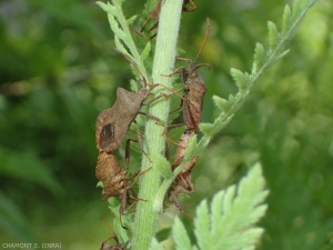 Coreus-marginatus