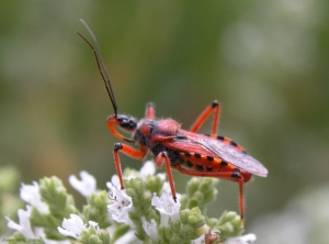 Rhynocoris-iracundus