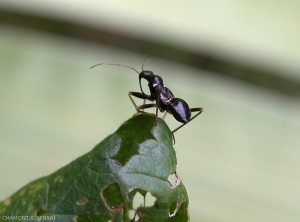himacerus mirmicoides