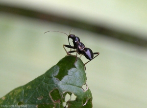 himacerus mirmicoides