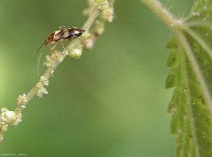 Liocoris-tripustulatus