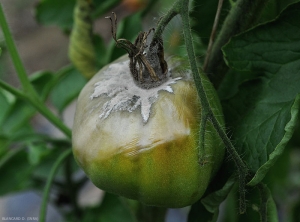 Botrytis-Tomate2