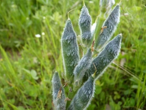 lupinus-luteus