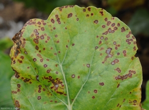 Cercospora-Blette1.jpg