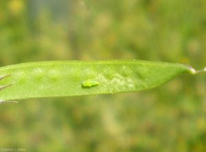 vicia-sativa-cicadelle