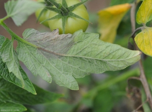 Mildou-Tomate