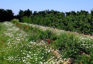 Bande fleurie en bordure de verger - © Ctifl