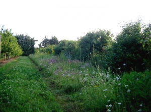 Bande fleurie en bordure de parcelle associée à une haie arbustive (c) Ctifl