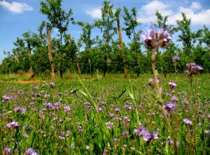 Implantation de phacélies en verger de pommier - © INRA Gotheron