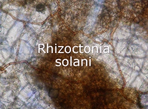 Diagno-Rhizoctonia