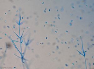 Verticillium5