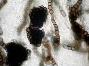 Sclerotes-Verticillium