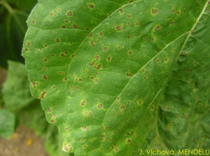 Pseudomonas syringae pv. helianthi sur Tournesol