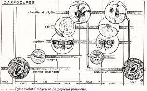 Pomme_carpocapse_Cydia_cycl