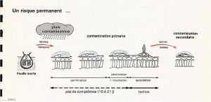 Pommier_tavelure-schema1_Pe