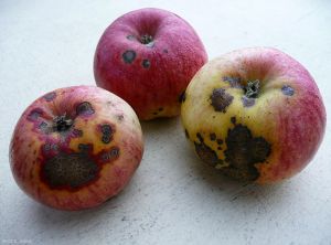 Pommier_Tavelure_fruit_Peti