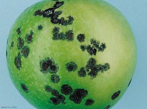 Pommier_tavelure-fruit4_Gir