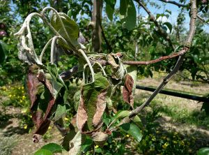 <i>Erwinia amilovora</i> (feu bactérien) sur pousse en crosse et nécrose tissulaire des feuilles de pommier (photo B. Petit, INRA)