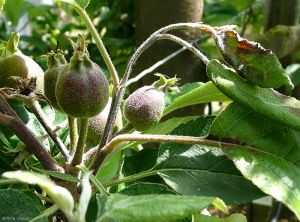 <i>Erwinia amilovora</i> (feu bactérien) sur pousse et nécrose de la nervure centrale des feuilles de pommier (photo B. Petit, INRA)