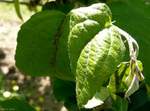 Symptôme nécrotique d'<i>Erwinia amilovora</i> sur feuille de pommier (photo B. Petit, INRA)