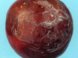 Pommier_Rhizopus_Giraud