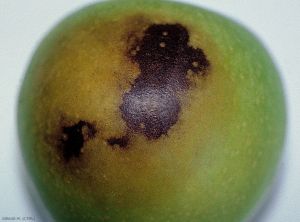 Symptômes sur fruit d'échaudure solaire à un stade avancé (photo M. Giraud, CTIFL)