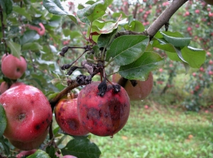 Black-Rot-Giraud