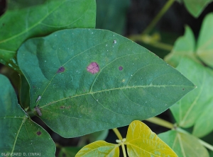 Les jeunes lésions sont graisseuses, de teinte brun rougeâtre ; un discret halo les entoure parfois. Elles se nécrosent progressivement en évoluant.<i>Corynespora cassiicola</i> (corynesporiose)