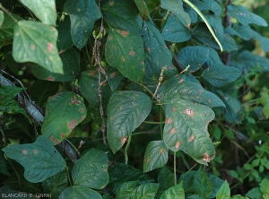 Les taches foliaires brunes et nécrotiques sont localisées à l'intérieur du limbe du haricot, mais aussi en bordure. <i>Corynespora cassiicola</i> (corynesporiose)