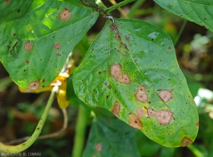 Taches foliaires évoluées sur feuilles de haricot. Elles sont plutôt circulaires,  beiges à brun clair voire brun rougeâtre, et montrent des motifs concentriques bien marqués. <i>Corynespora cassiicola</i> (corynesporiose)