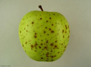 Toxicite-ammoniaque_Giraud