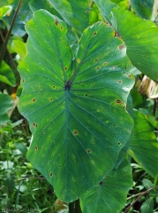 Lésions débutantes sur feuille de taro. De forme irrégulière, brun rougeâtres et nécrotiques, un halo jaune très marqué les ceinture.  <i>Corynespora cassiicola</i> (corynesporiose)