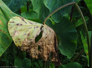 Cette feuille, fortement affectée par la corynesporiose et couverte de taches souvent confluantes, est quasi entièrement nécrosée et desséchée.  <i>Corynespora cassiicola</i> (corynesporiose)