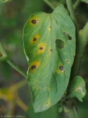 Sur cette foliole de tomate, des taches évoluées sont plutôt circulaires et entourées d’un halo jaune bien visible , elles montrent des motifs concentriques rappellent ceux d’une cible. <i>Corynespora cassiicola</i> (corynesporiose)