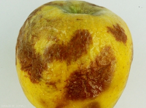 Symptômes de gel sur pomme, variété Chantecler (photo m. Giraud, CTIFL)