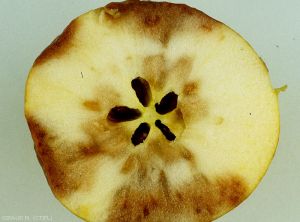 Symptômes de gel sur une pomme en coupe, variété Chantecler (photo M. Giraud, CTIFL)