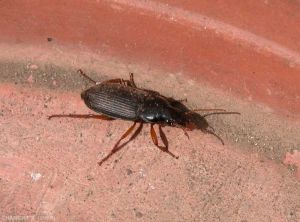 carabidae-pseudoophonus