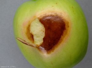 Tache superficielle sur pomme causée par un coup de soleil (photo M. Giraud, CTIFL)