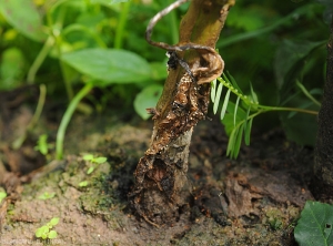 Sur cette feuille de piment pourrie située à proximité de la base de la tige, de nombreux sclérotes blancs à bruns se sont formés.  (<i>Sclerotium rolfsii</i>)