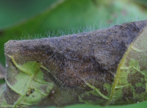 Détail de sporocystes en place sur une une portion pourrie de feuille d'aubergine . <i><b>Choanephora cucurbitarum</b></i>. (pourriture à Choanephora)